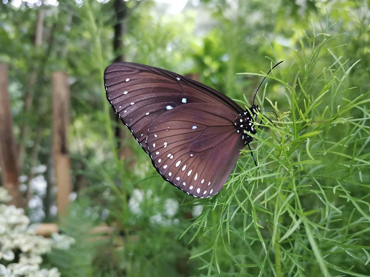 Millaisia kuvia HONOR 20:llä saa?