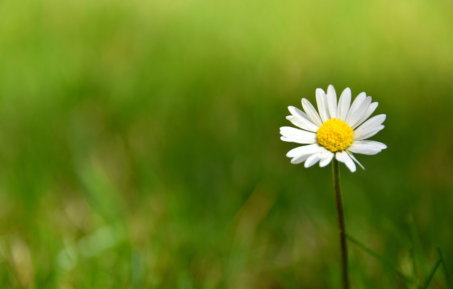 blurred background effect photo - flowers