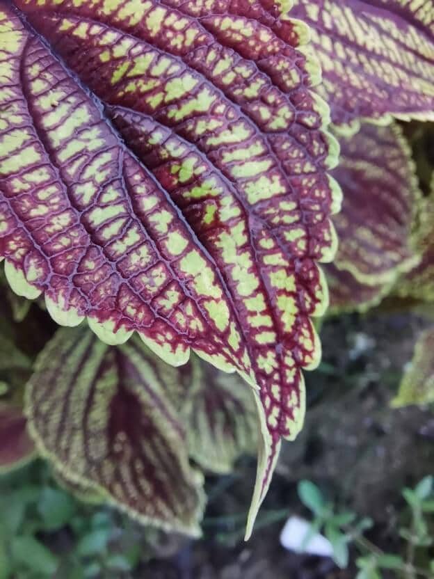 How to take good photos with HONOR 20