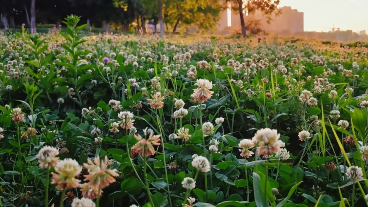 Phone-filmed Summer of Wuhan