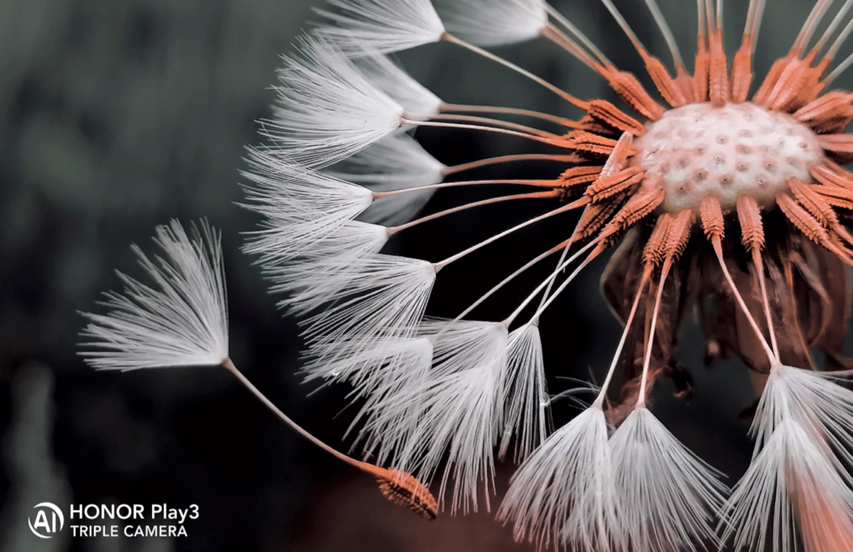 Dandelions