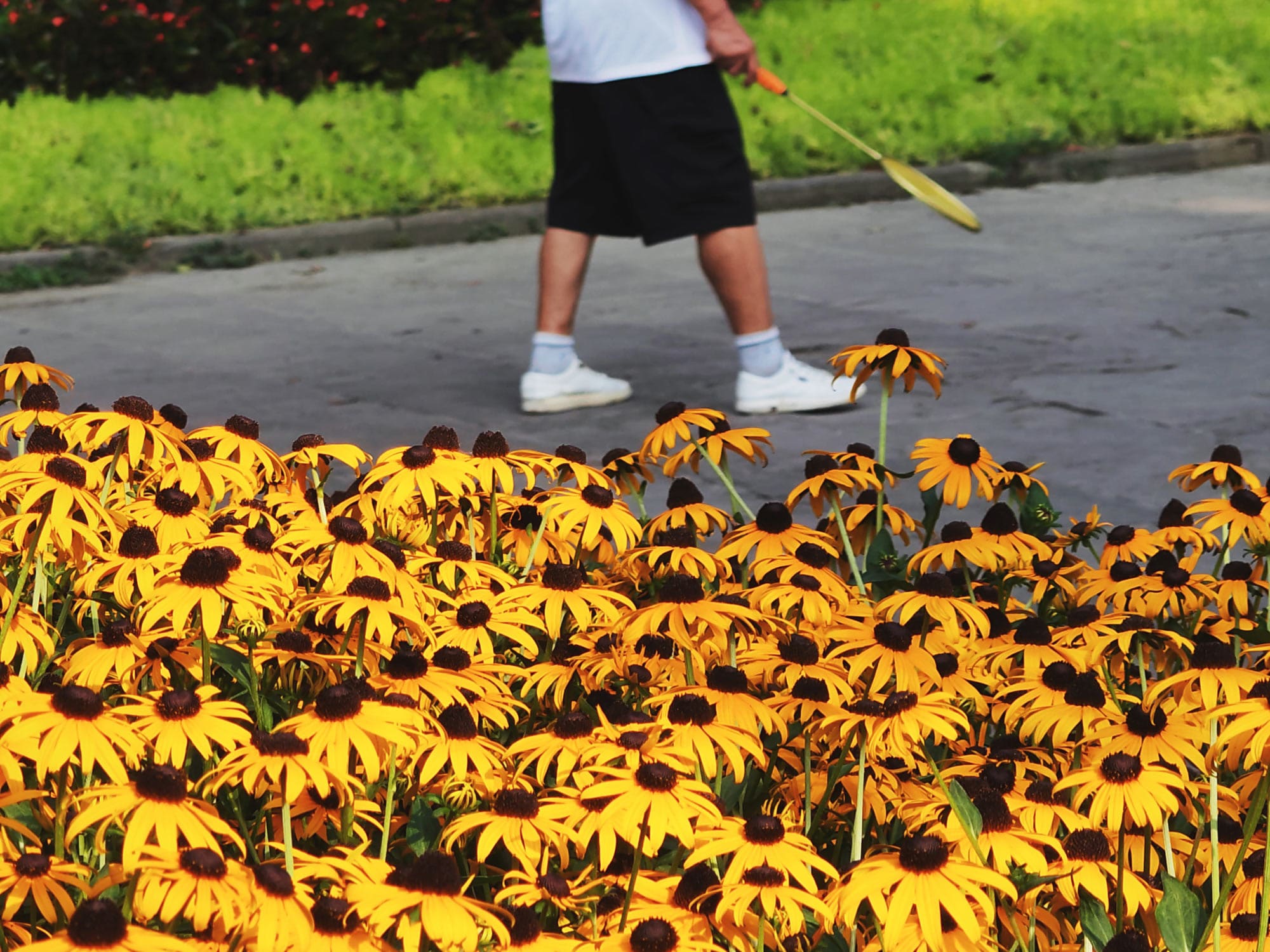 Flowers