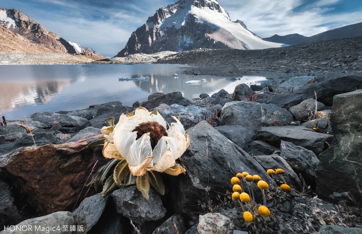 Snow Lotus