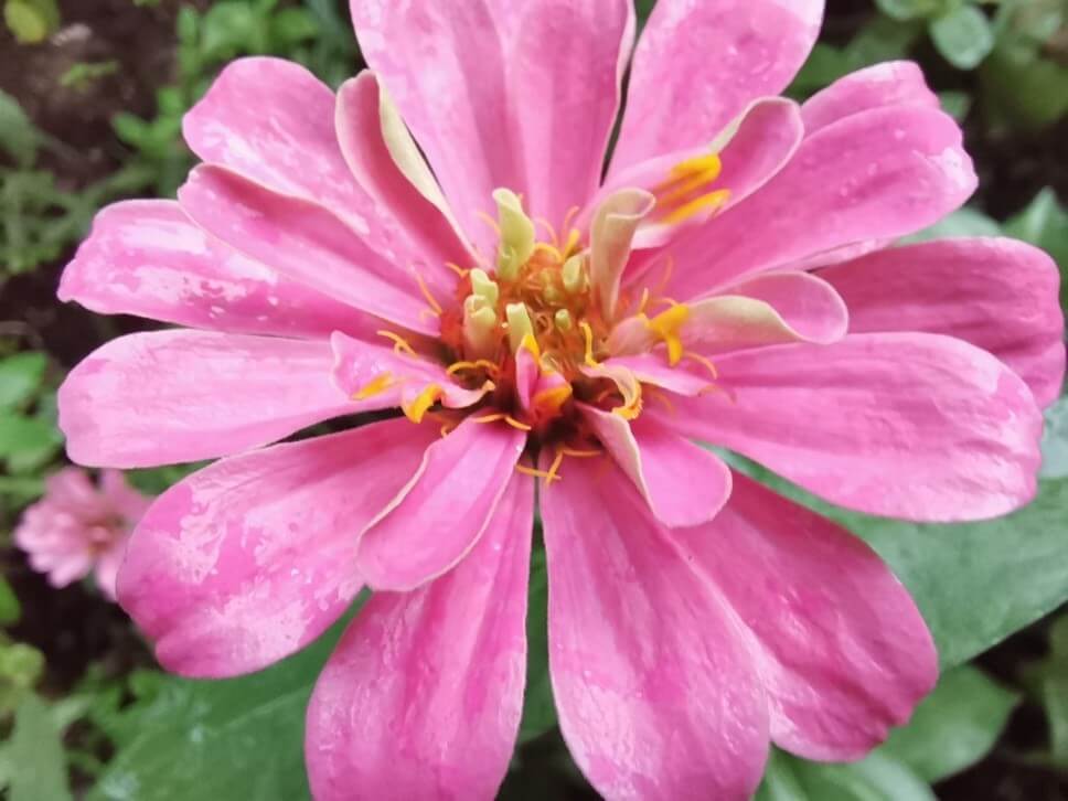 How to take good photos with HONOR 20