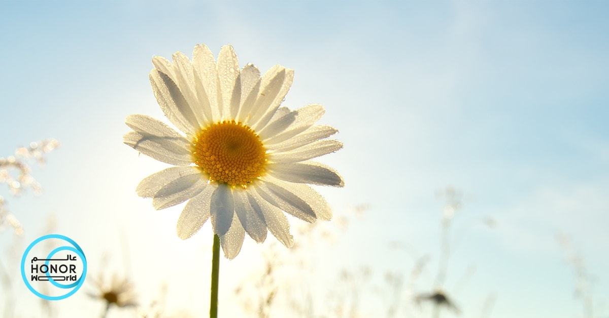 فن التصوير: اكتشف روعة التصوير خلال الساعة الذهبية مع هاتف HONOR 70 5G