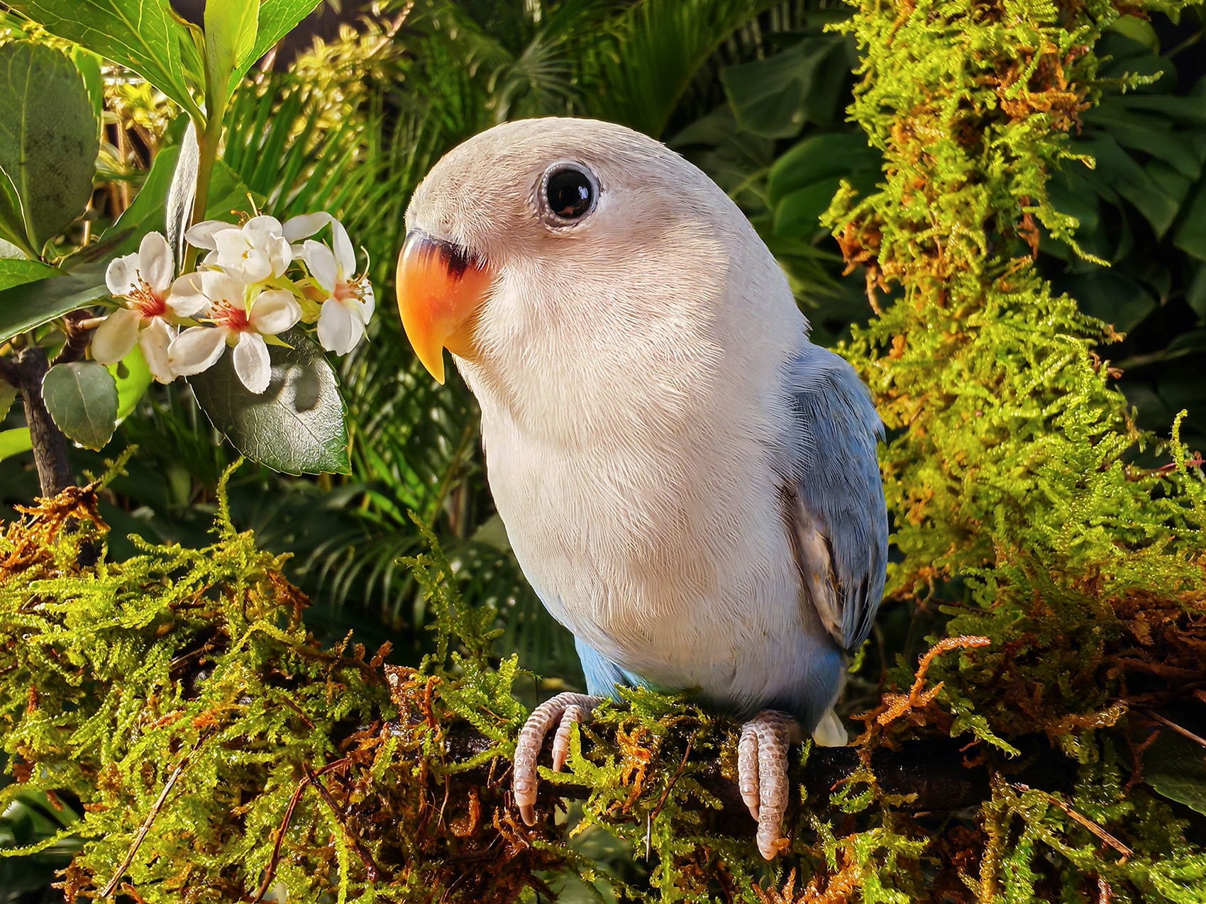 HONOR 90 Capture the Small Fun with Macro